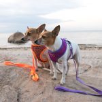 Stylish Pooches – IMG_2000