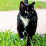 Cat Savior – 20240323 – Miami Beach – Cat Feeding day152