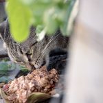 Cat Savior – 20240326 – Miami Beach – Cat Feeding011