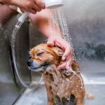 Groomer washing a Pomeranian dog at the bath of grooming salon