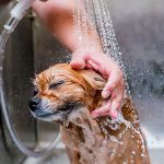 Groomer washing a Pomeranian dog at the bath of grooming salon