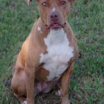 Mimosa-catahoula20-CG