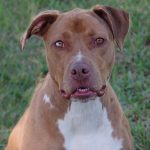 Mimosa-catahoula20-CG