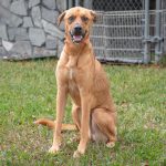 Ziti – PCP_4753-Enhanced-NRb_1
