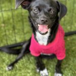 Daisy chi30 CG