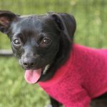 Daisy chi34 CG