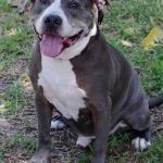 Chico – Chico pittie30 CG