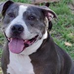 Chico – Chico pittie30 CG