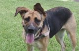 Rescue Me: Adopt Alice, a Shepherd Mix With Unforgettable Ears RESCUE ME: ADOPT ALICE, A SHEPHERD MIX WITH UNFORGETTABLE EARS