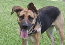 Rescue Me: Adopt Alice, a Shepherd Mix With Unforgettable Ears