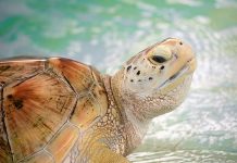 Pelican Harbor Seabird Station: Miami’s Wildlife Hospital