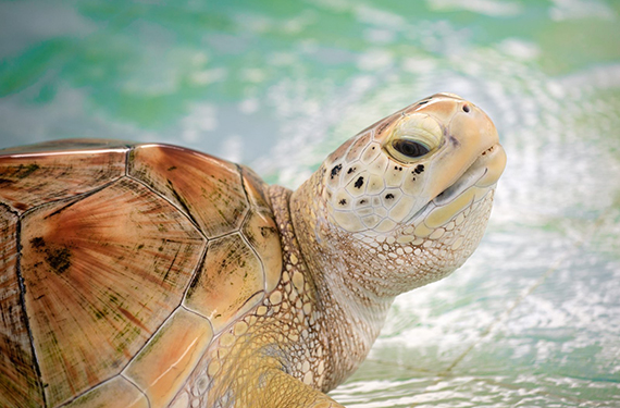 Pelican Harbor Seabird Station: Miami's Wildlife Hospital