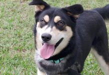 Adopt Goofy: A Husky Shepherd Mix Looking for a Miami Home
