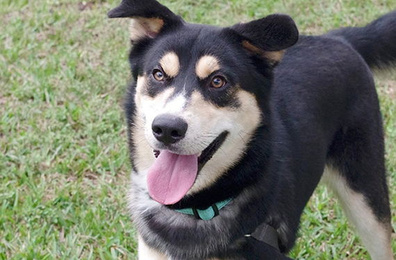 Adopt Goofy: A Husky Shepherd Mix Looking for a Miami Home