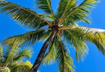 Eternal Season: Why Miami’s Palms Never Change Color