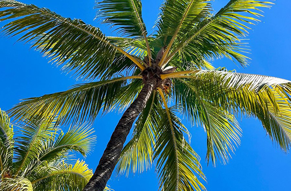 Eternal Season: Why Miami's Palms Never Change Color