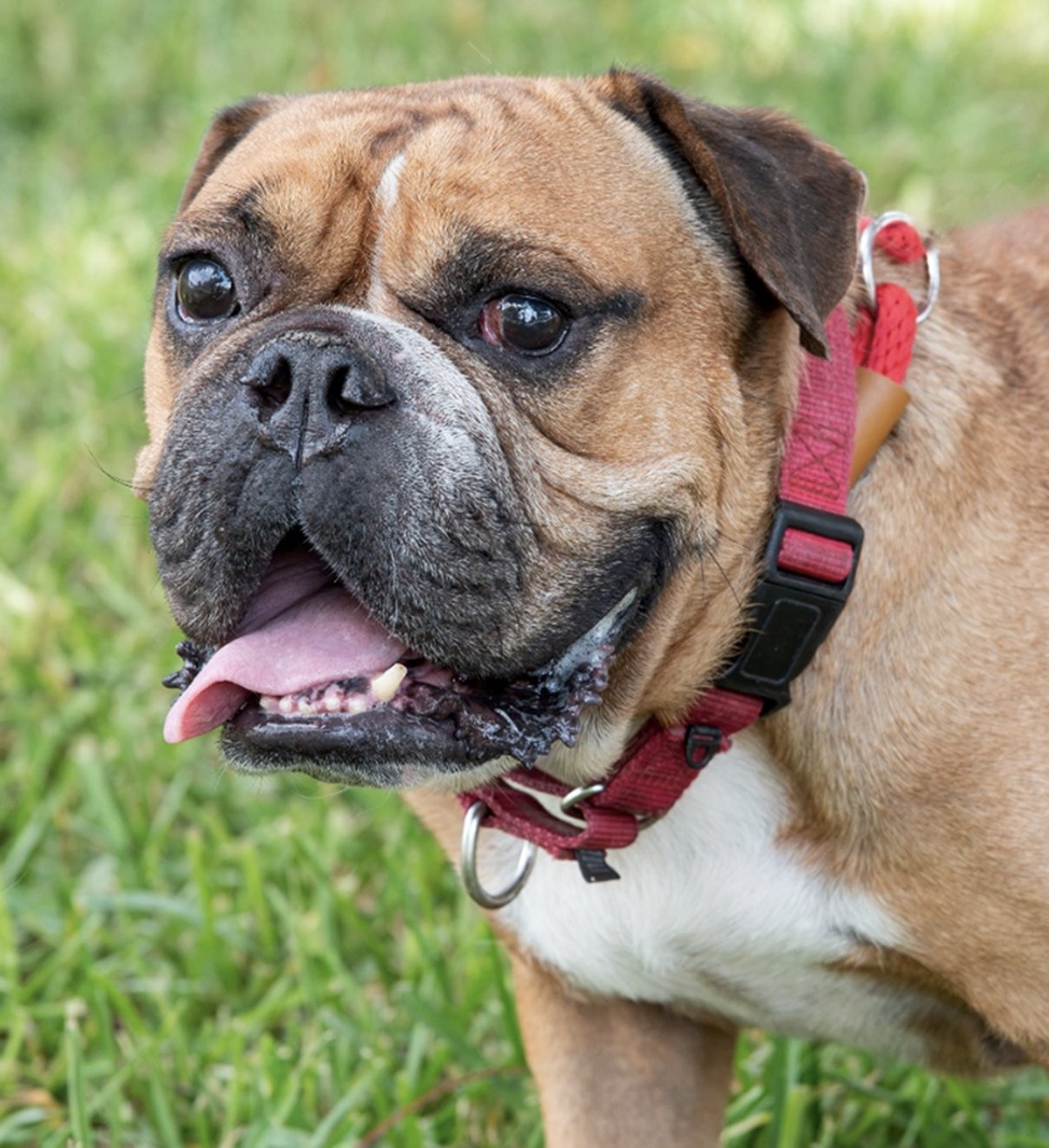 Rescue Me: Meet Koda, a Happy 8-Year-Old English Bulldog