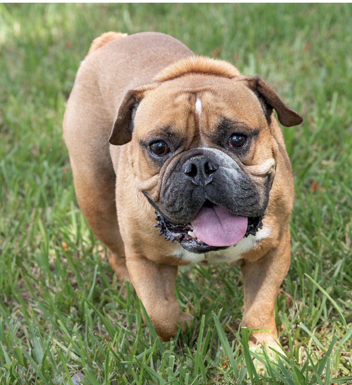 Rescue Me: Meet Koda, a Happy 8-Year-Old English Bulldog