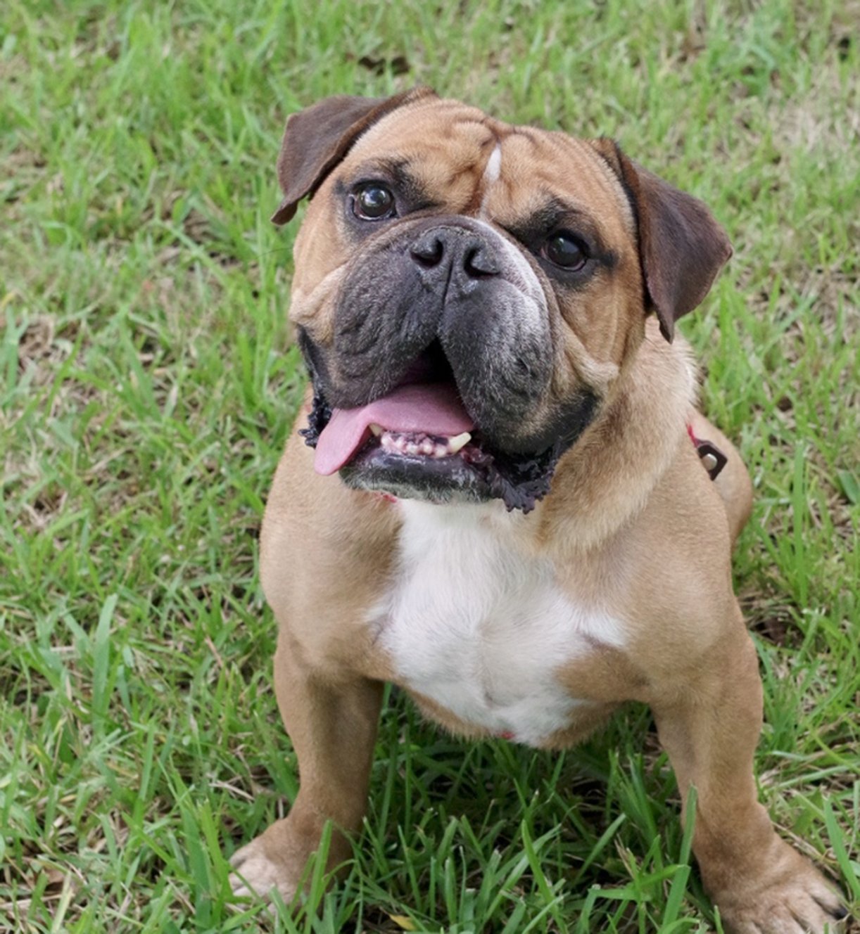 Rescue Me: Meet Koda, a Happy 8-Year-Old English Bulldog