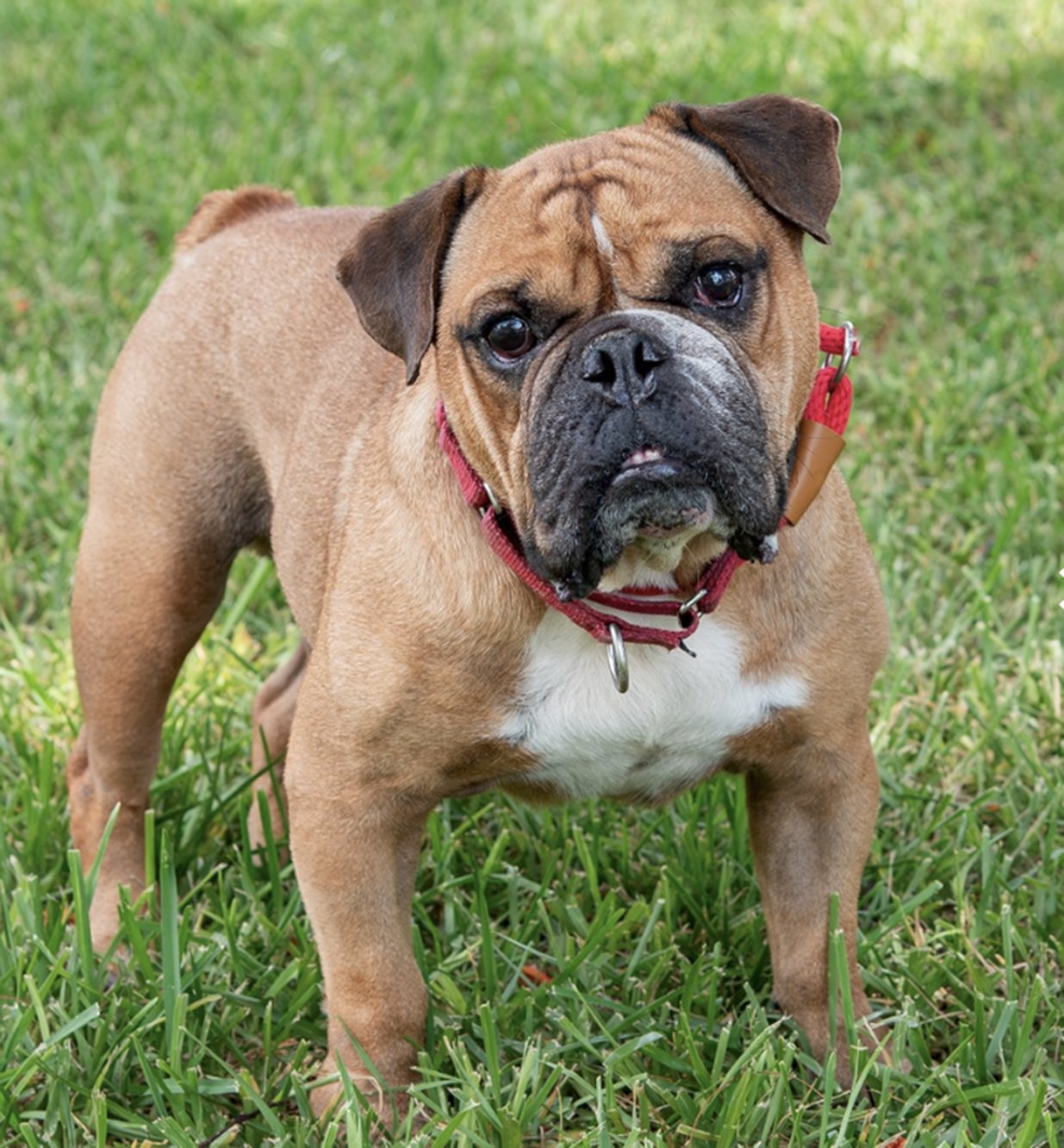 Rescue Me: Meet Koda, a Happy 8-Year-Old English Bulldog