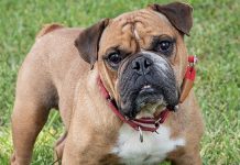Rescue Me: Meet Koda, a Happy 8-Year-Old English Bulldog