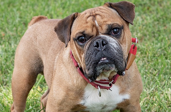 Rescue Me: Meet Koda, a Happy 8-Year-Old English Bulldog